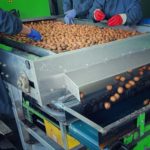 tournage E2: Georgian Walnuts