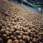 tournage E2: Georgian Walnuts