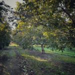 Episode 2: verger noyers